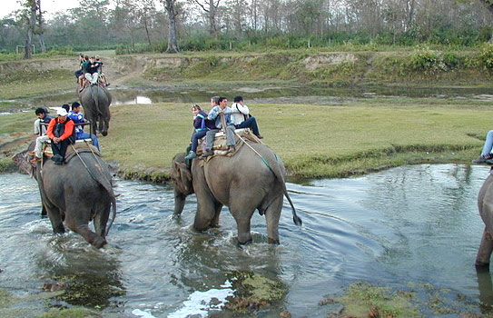 elephant-jungle-safari-national