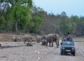 rajaji-national-park