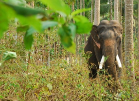 rishikesh-wildlife-tour