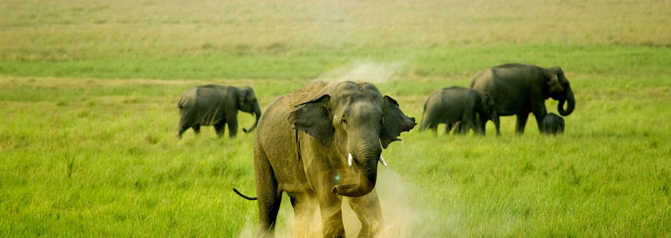 haridwar-rishikesh-with-corbett-tour