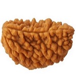 1-mukhi-rudraksha