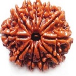 11-mukhi-rudraksha