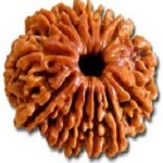 13-mukhi-rudraksha