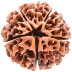 5-mukhi-rudraksha.jpg