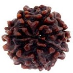 7-mukhi-rudraksha